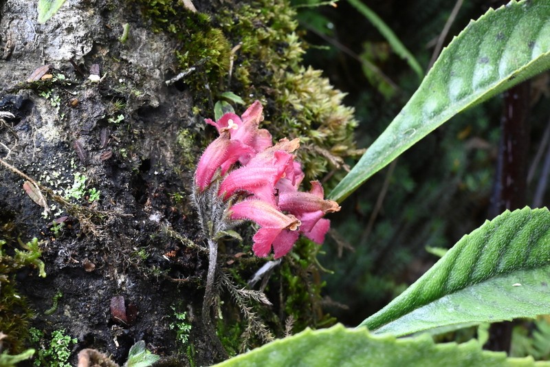 Agalmyla longiattenuata