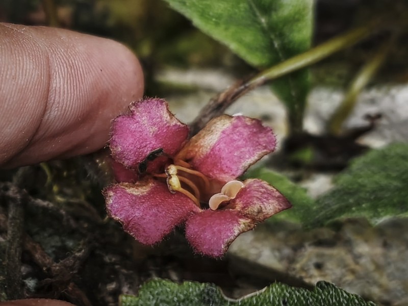 Agalmyla longiattenuata photo 3