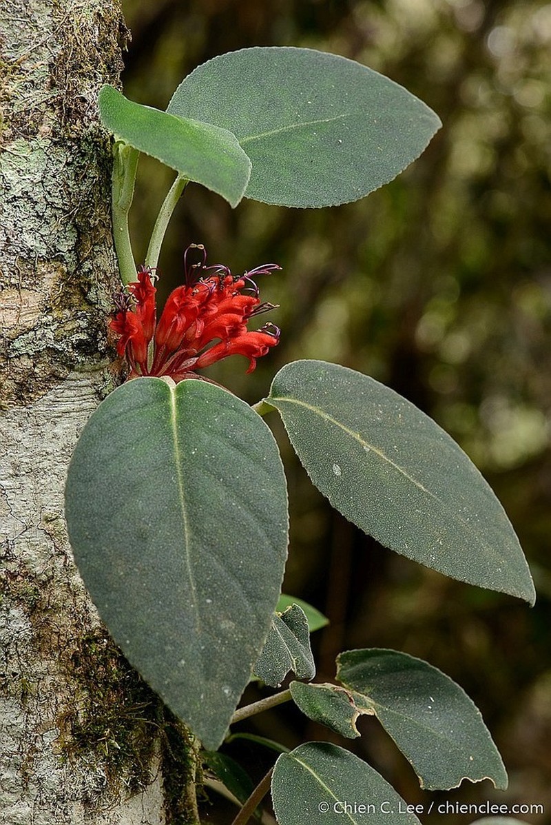 Agalmyla longipetiolata