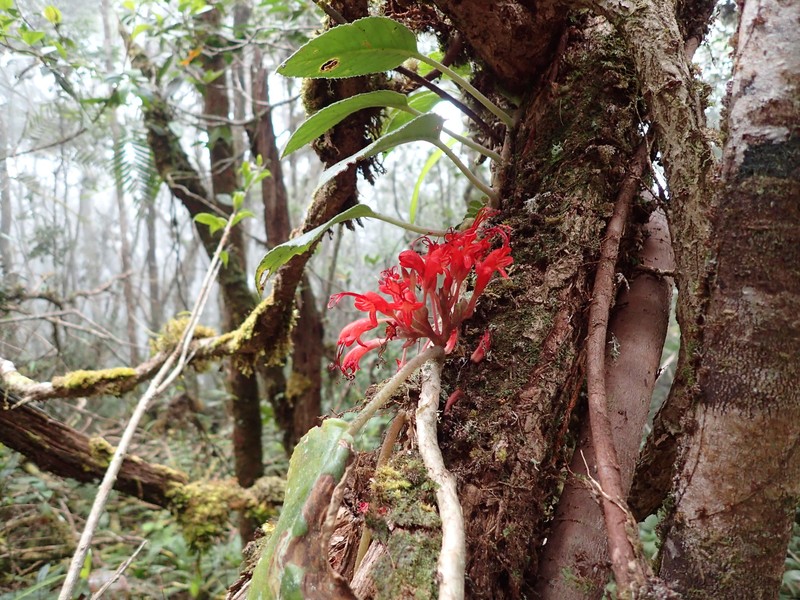 Agalmyla longipetiolata photo 3