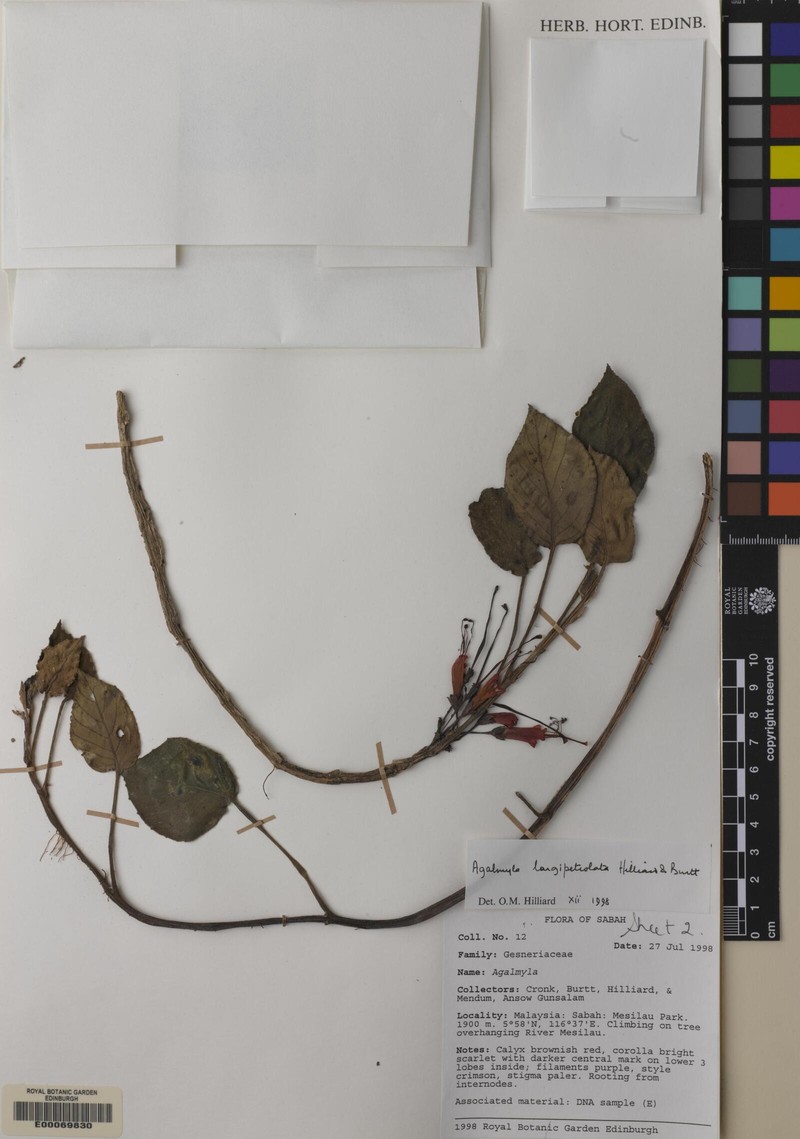 Agalmyla longipetiolata photo 4
