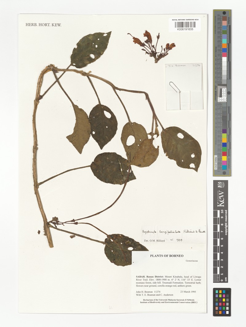 Agalmyla longipetiolata photo 5