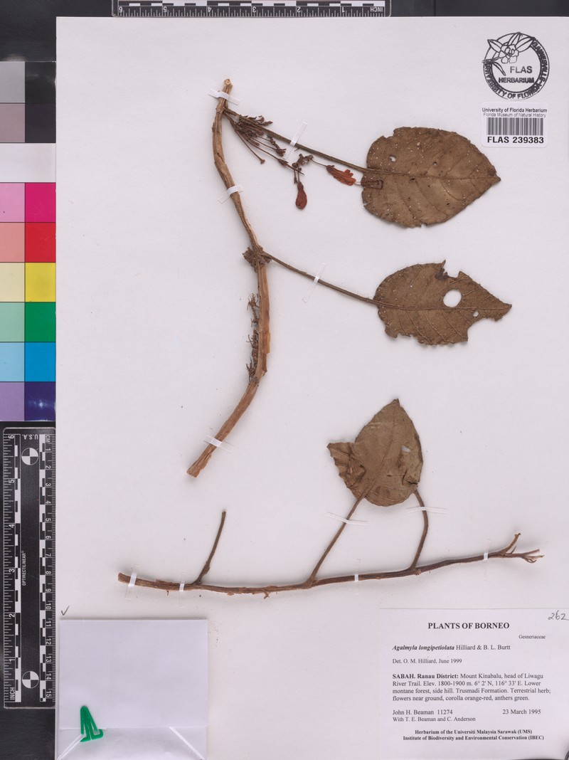Agalmyla longipetiolata photo 6