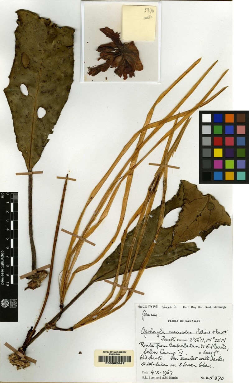 Agalmyla macrocalyx