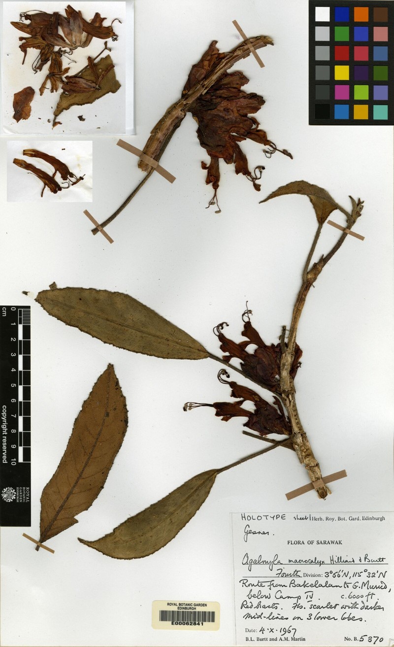 Agalmyla macrocalyx photo 2