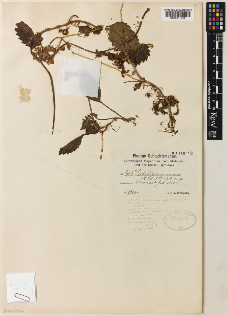 Agalmyla minor