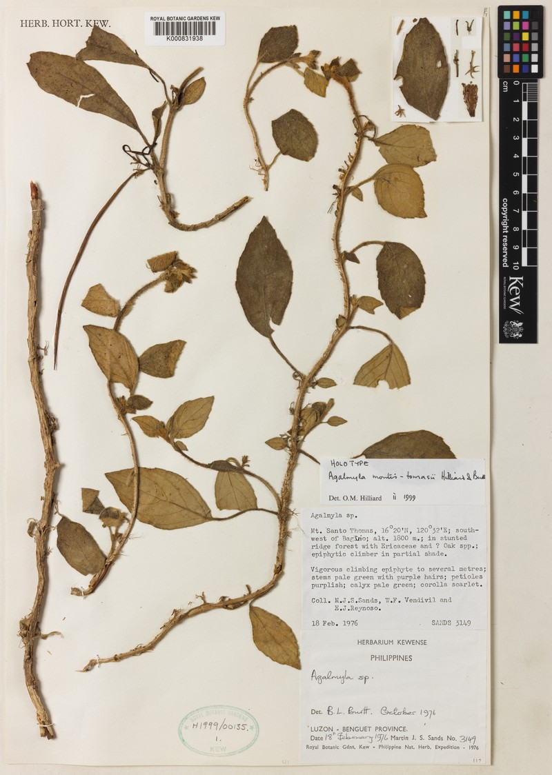 Agalmyla montis-tomasii