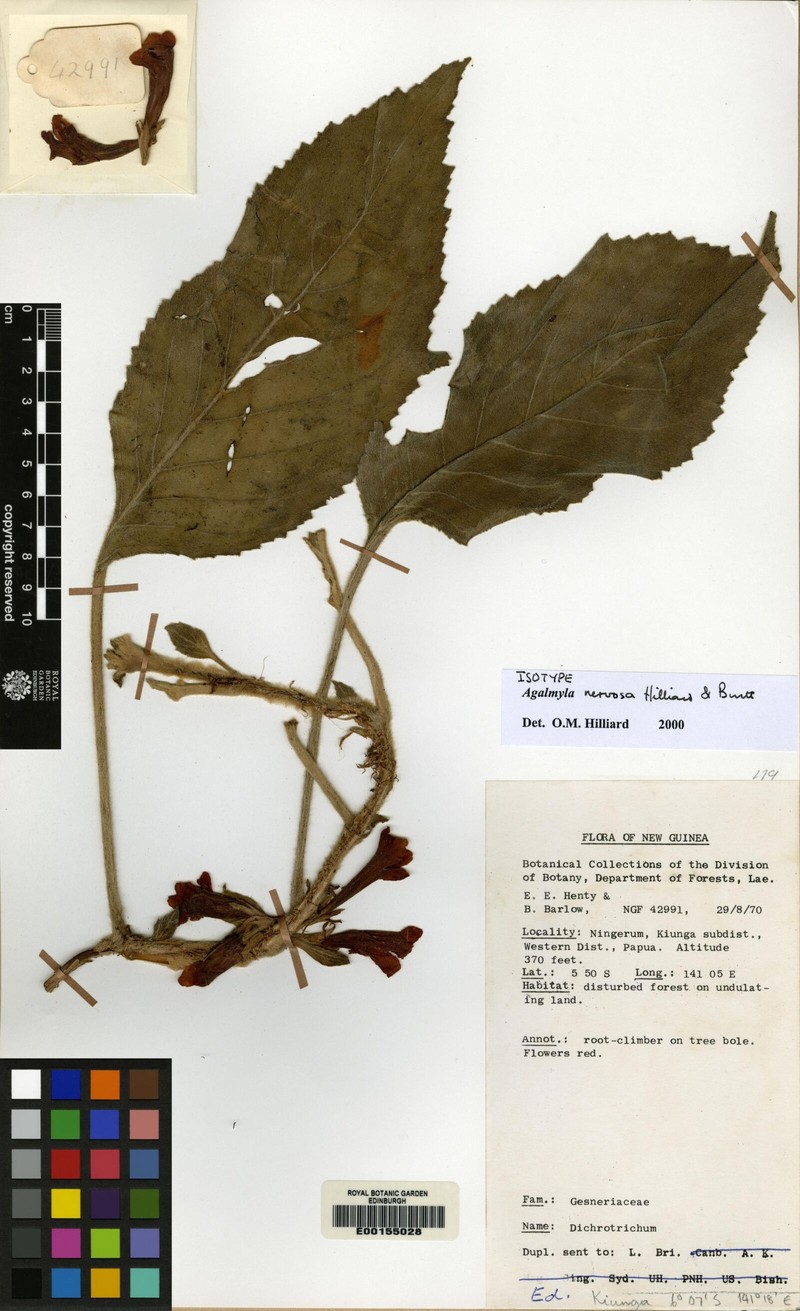 Agalmyla nervosa