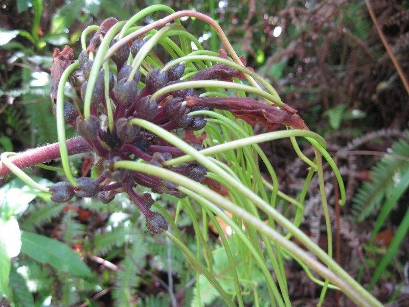 Agalmyla obiana