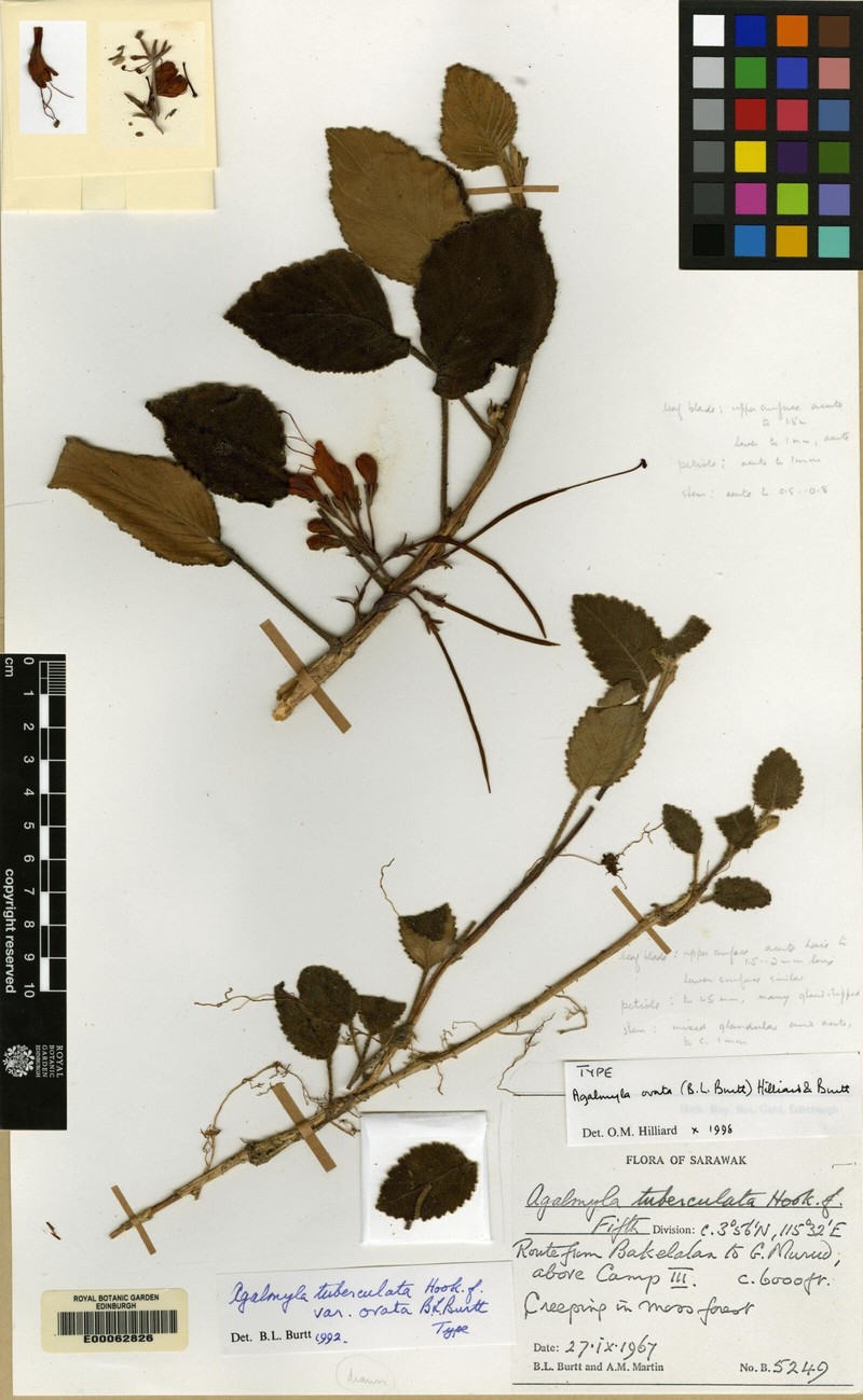 Agalmyla ovata