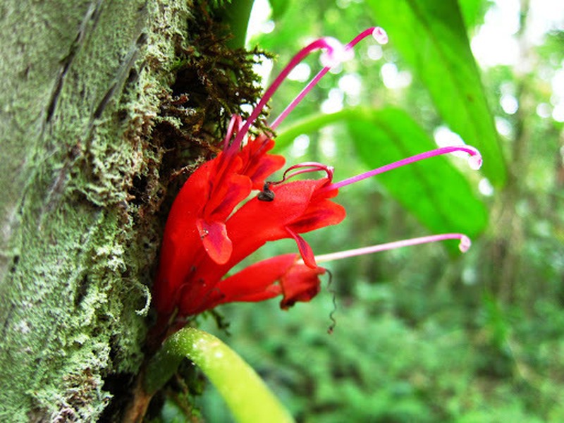Agalmyla parasitica