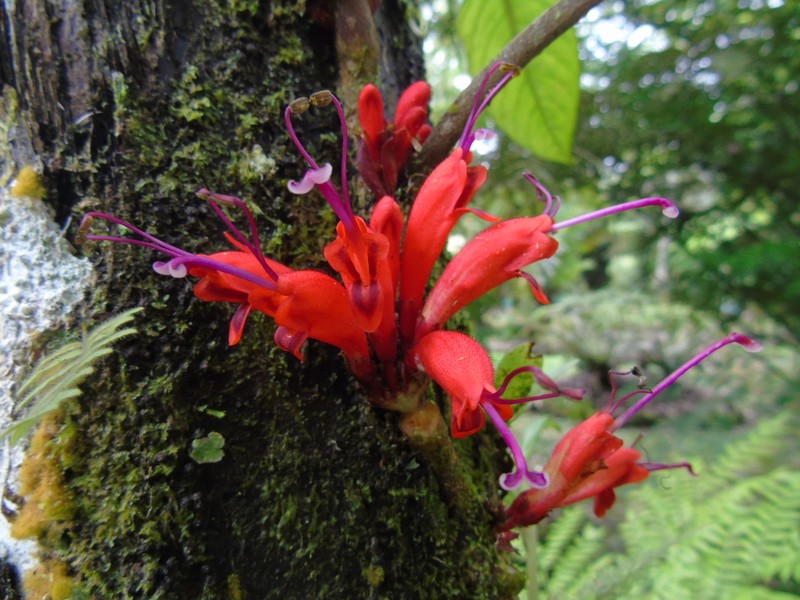 Agalmyla parasitica photo 2