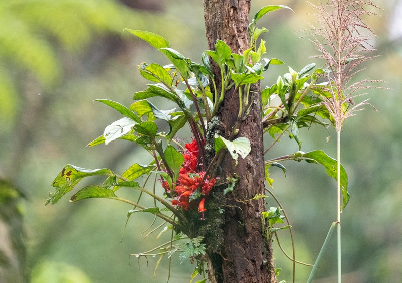 Agalmyla parasitica photo 4