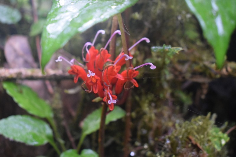 Agalmyla parasitica photo 7