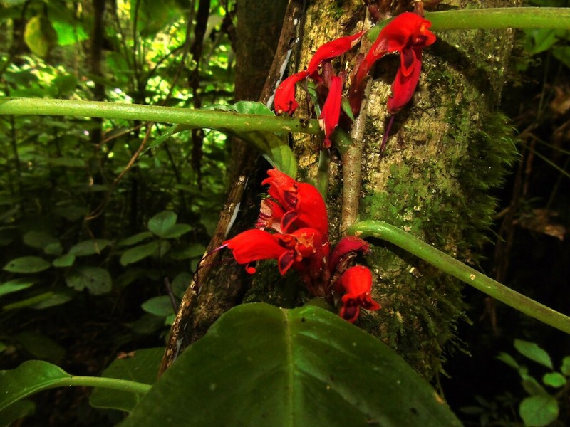 Agalmyla parasitica photo 8