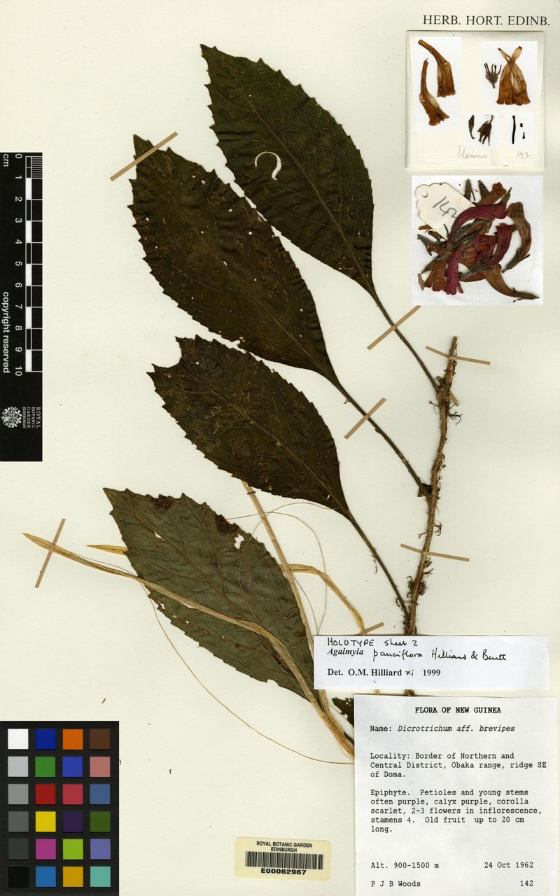 Agalmyla pauciflora