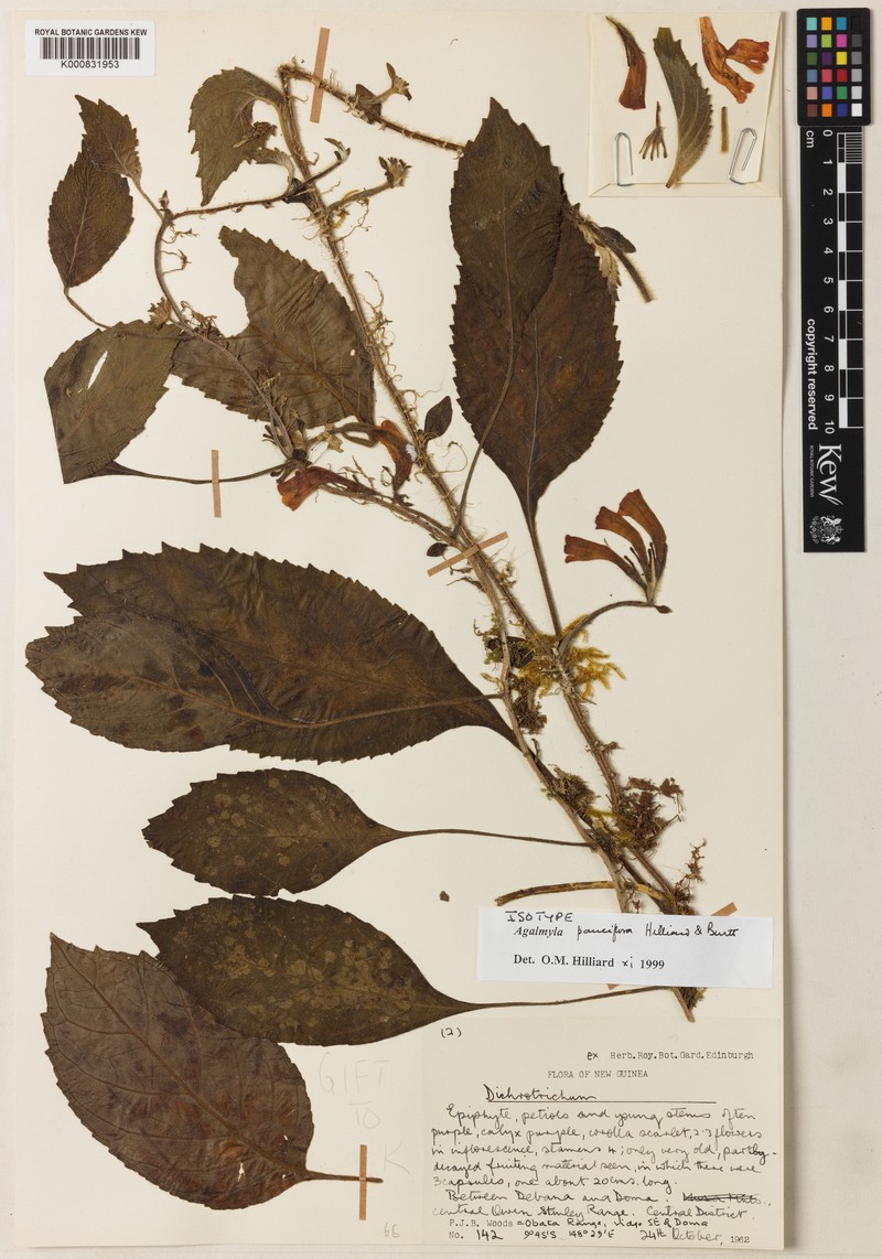 Agalmyla pauciflora photo 2