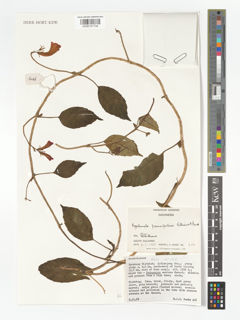 Agalmyla paucipilosa