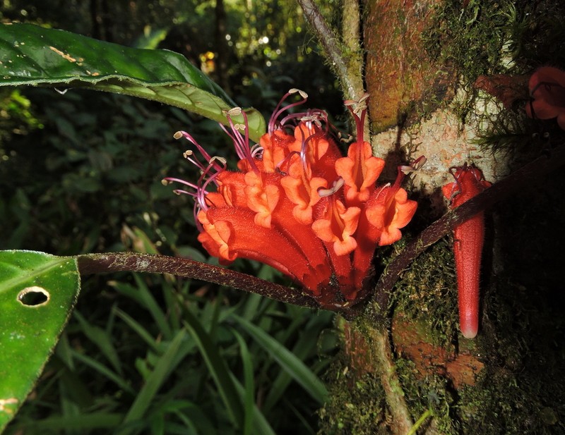 Agalmyla pseudoborneensis