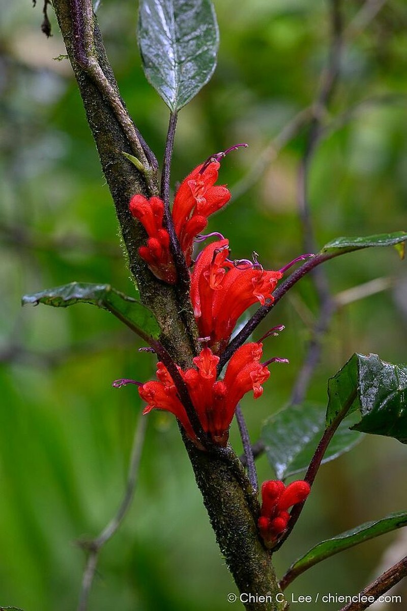 Agalmyla pseudoborneensis photo 2