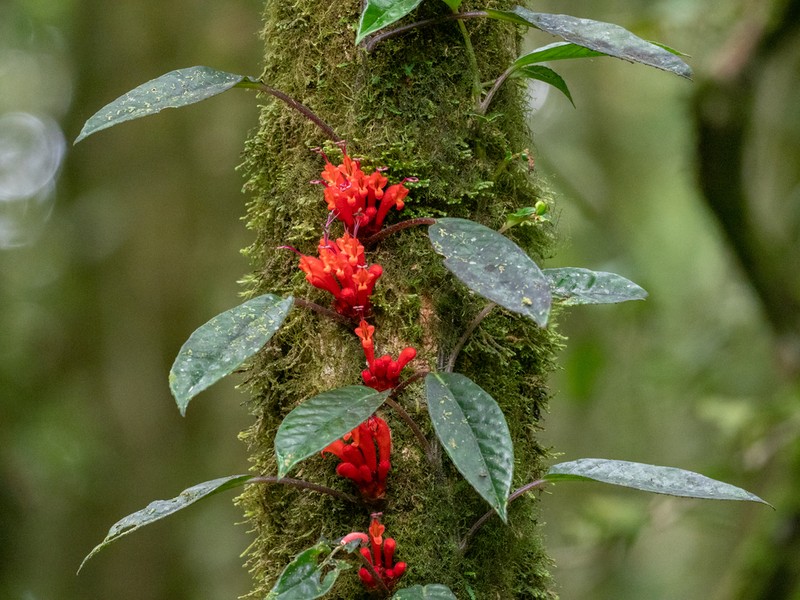 Agalmyla pseudoborneensis photo 3