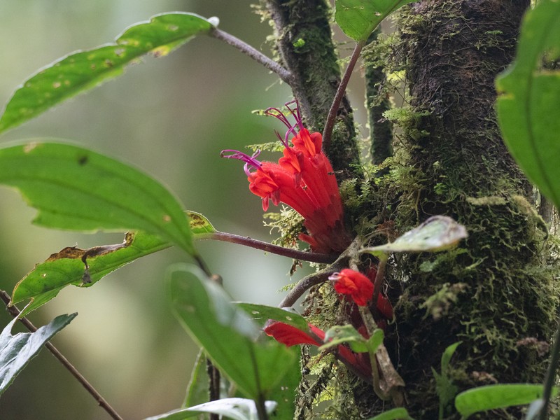 Agalmyla pseudoborneensis photo 4