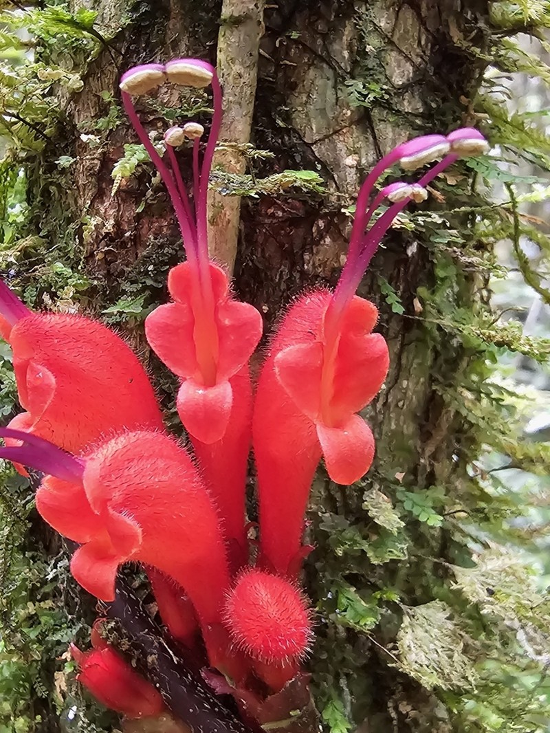 Agalmyla pseudoborneensis photo 5