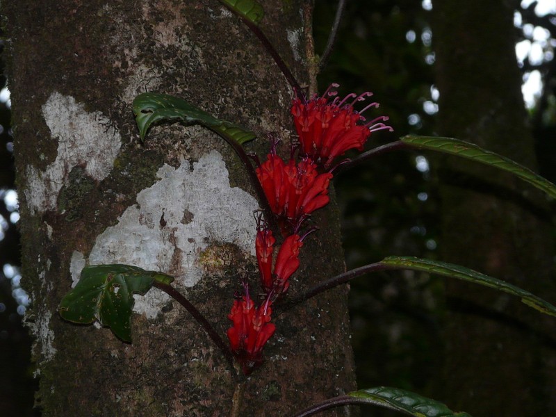 Agalmyla pseudoborneensis photo 6
