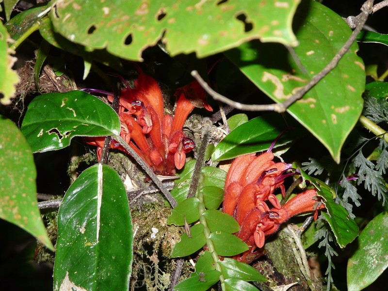 Agalmyla pseudoborneensis photo 7