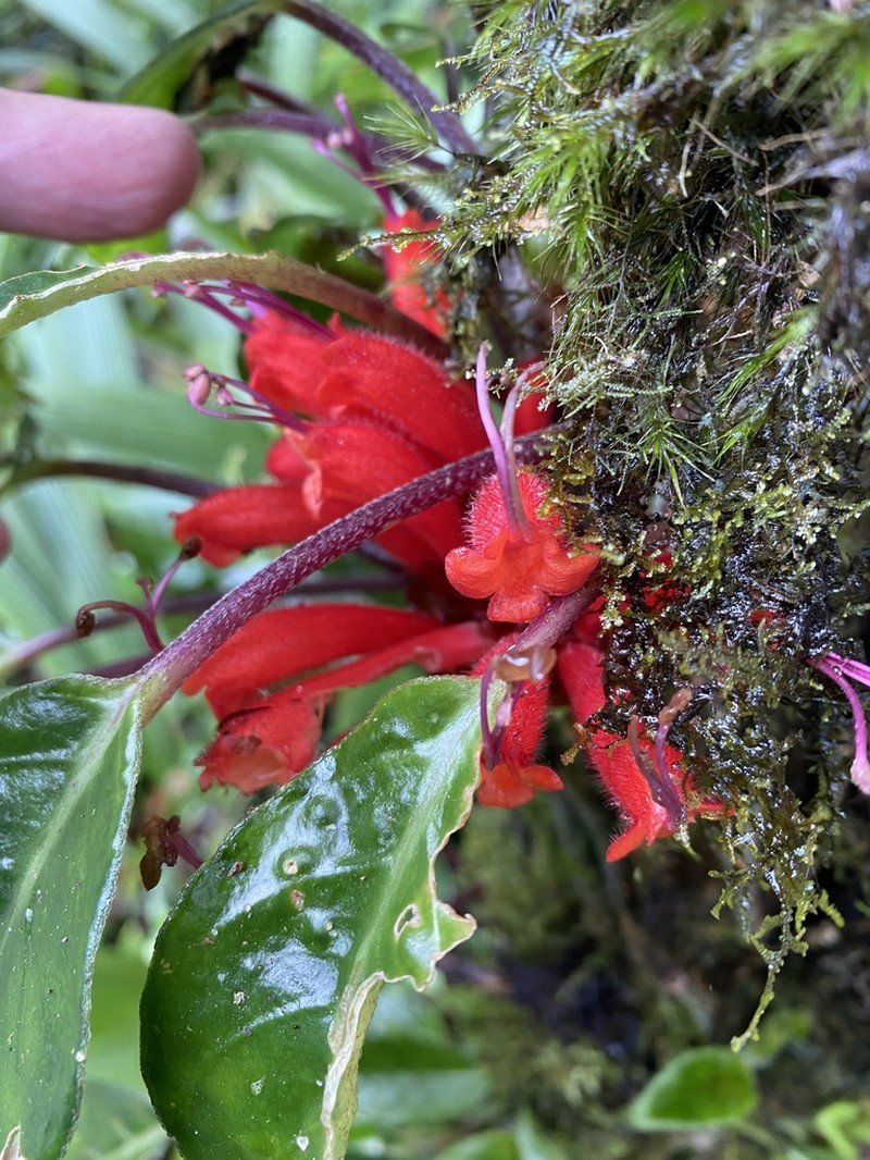 Agalmyla pseudoborneensis photo 8