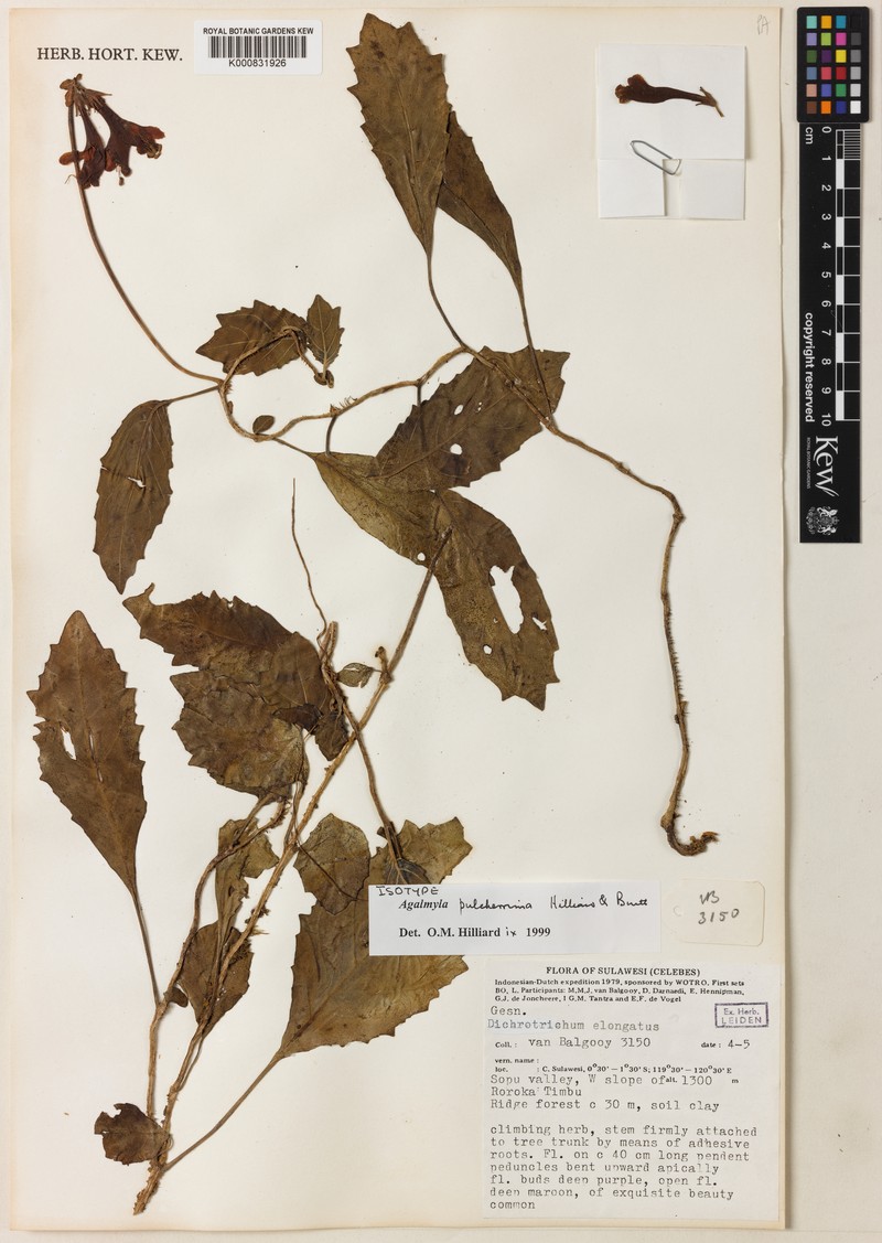 Agalmyla pulcherrima