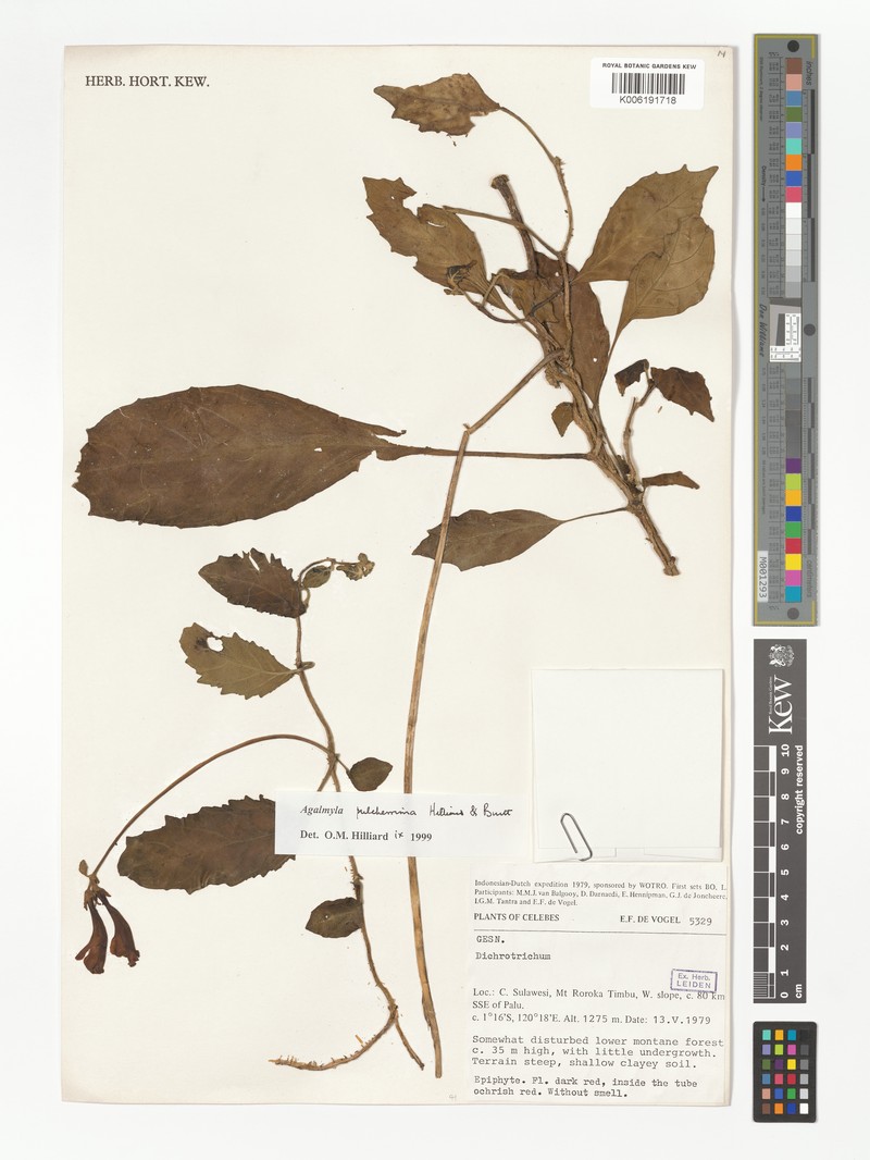 Agalmyla pulcherrima photo 2