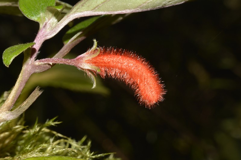 Agalmyla rubra photo 2