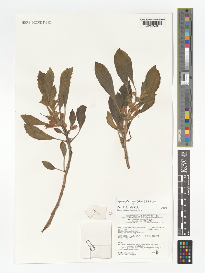 Agalmyla rubra photo 3