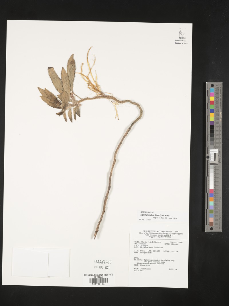 Agalmyla rubra photo 4