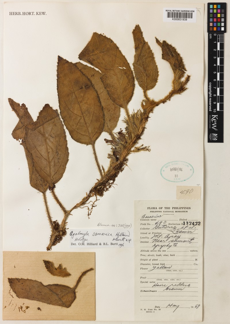 Agalmyla samarica