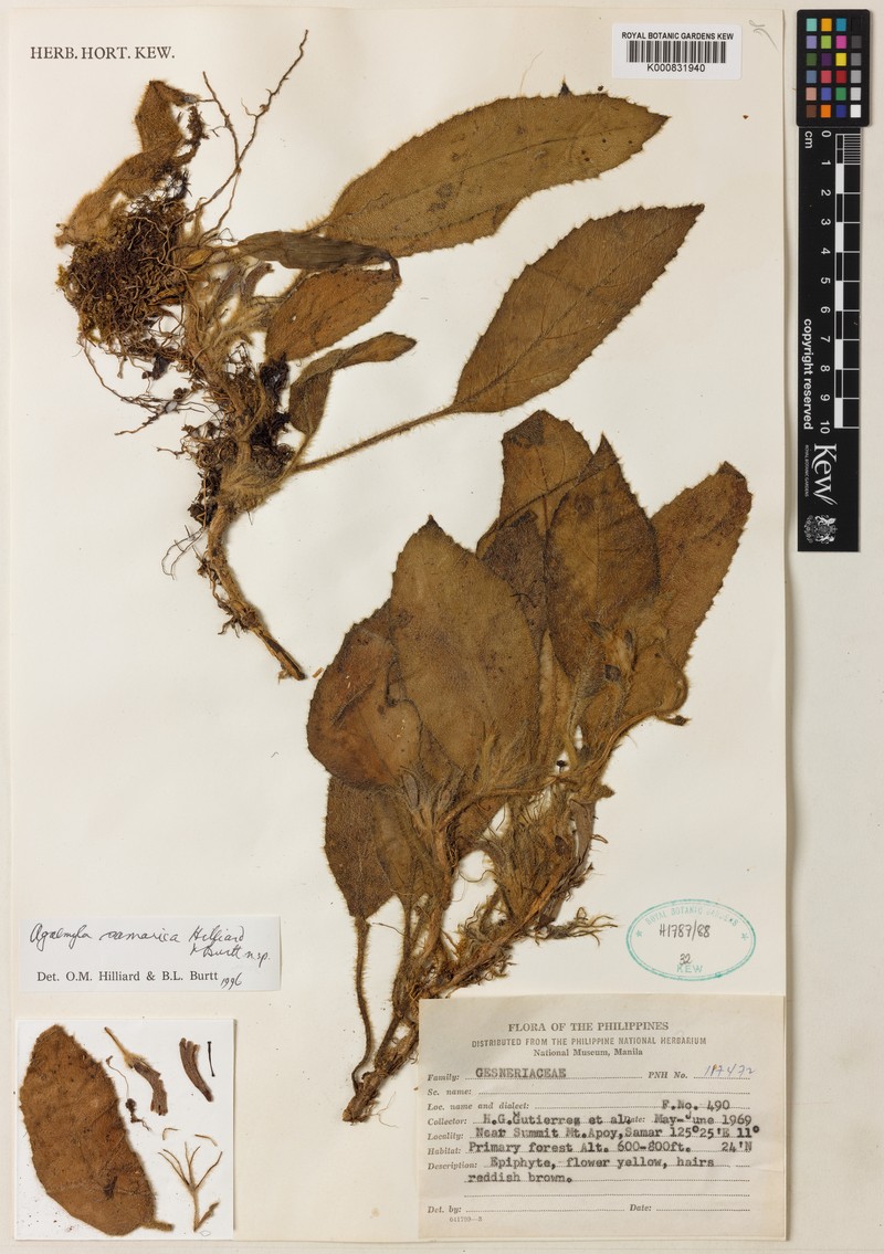 Agalmyla samarica photo 2