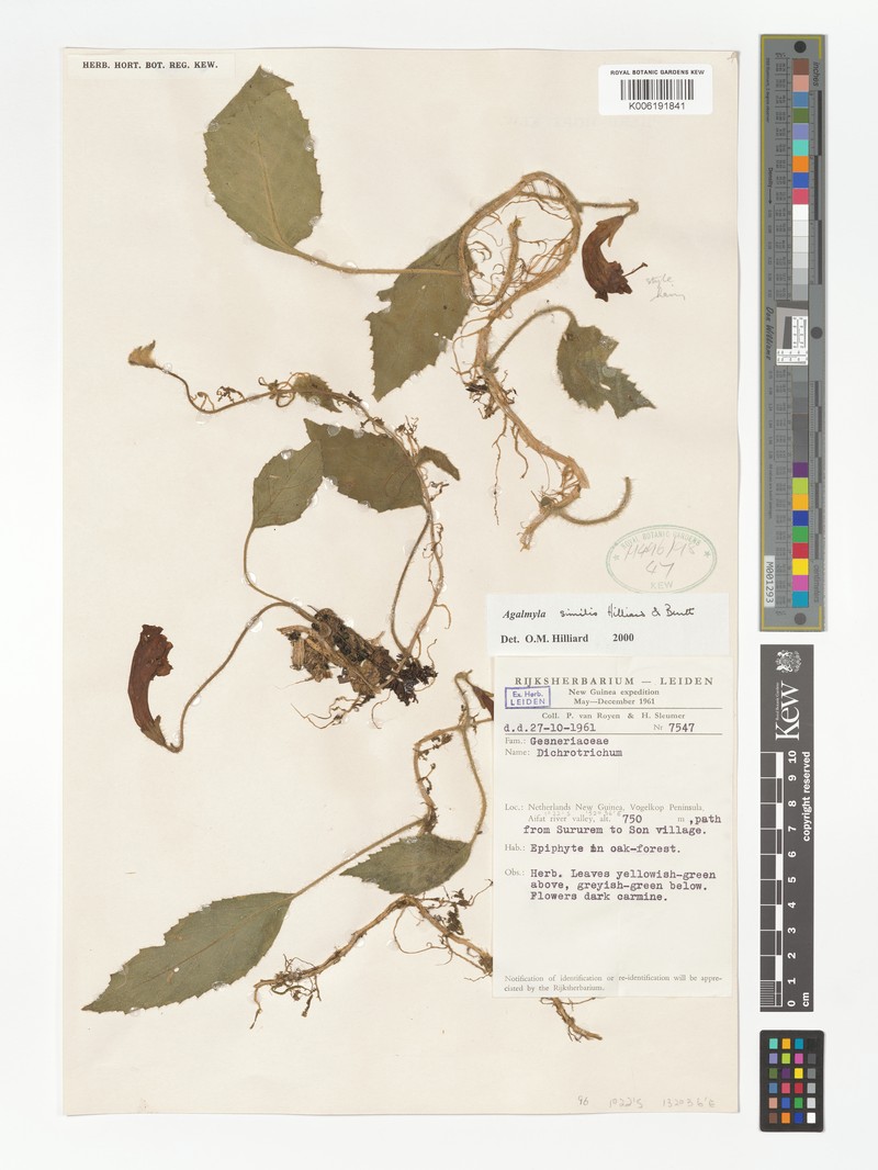 Agalmyla similis