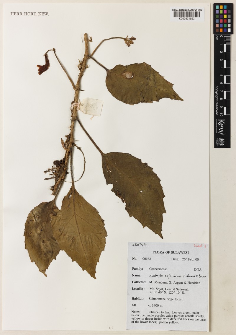 Agalmyla sojoliana