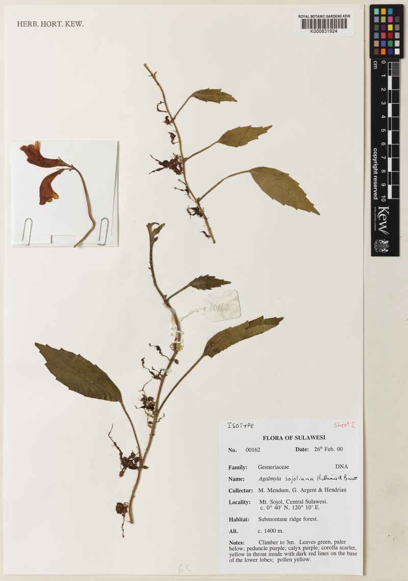 Agalmyla sojoliana photo 2