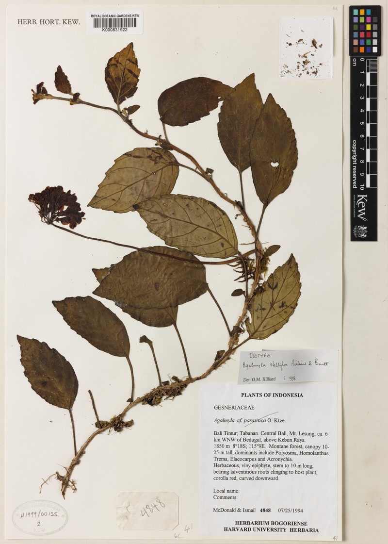 Agalmyla stellifera