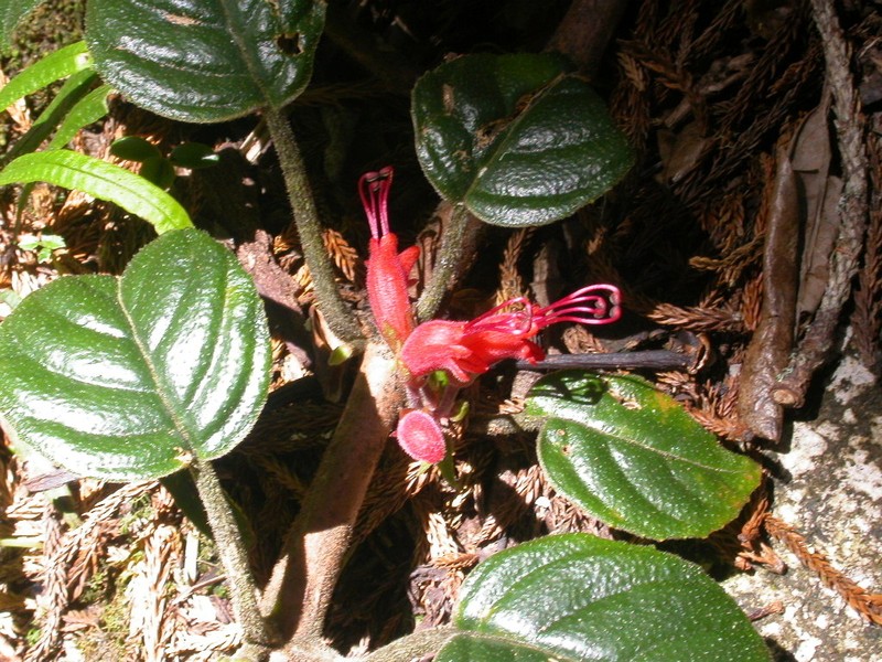 Agalmyla tuberculata