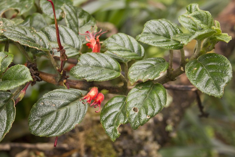 Agalmyla tuberculata photo 2