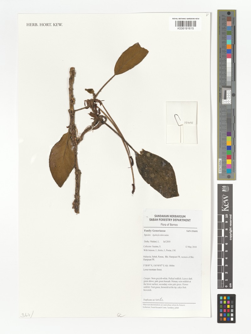 Agalmyla tuberculata photo 4