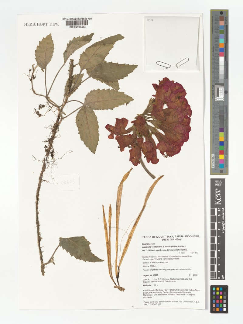 Agalmyla valetoniana