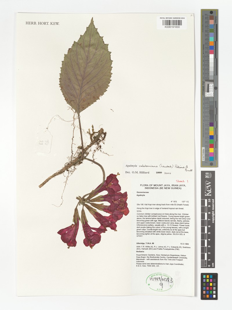 Agalmyla valetoniana photo 2