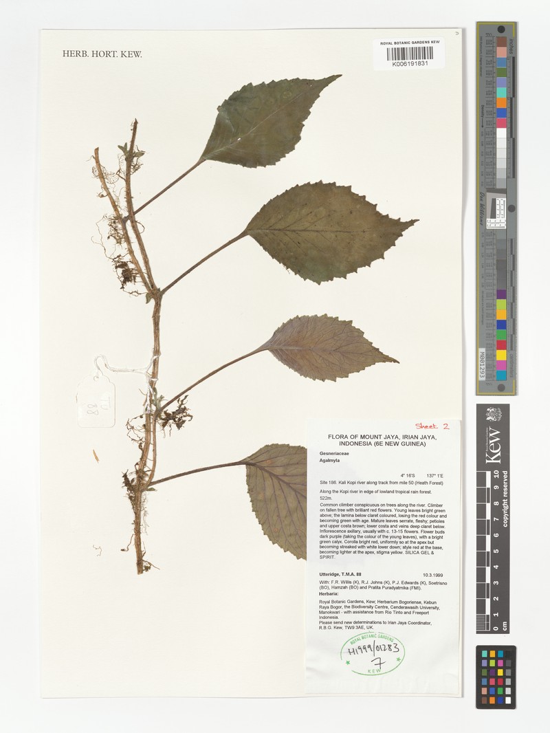Agalmyla valetoniana photo 3
