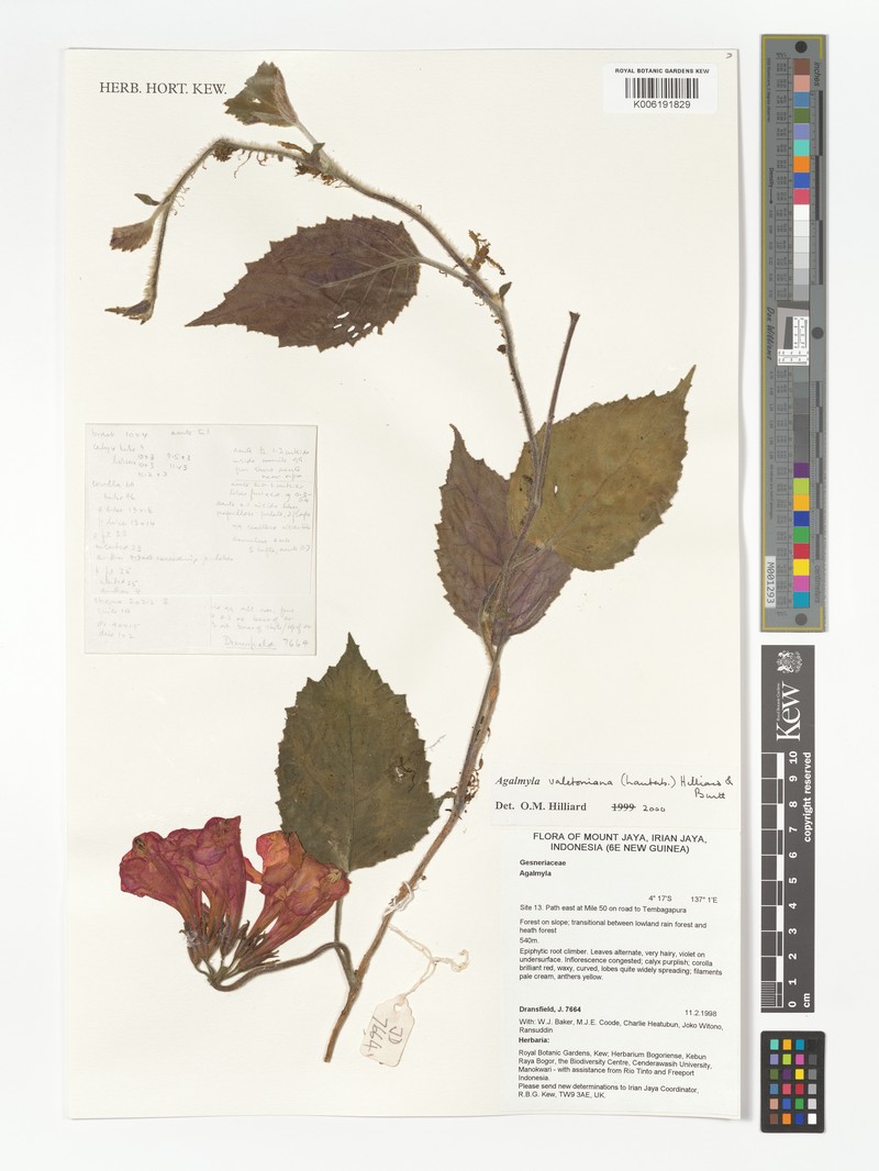 Agalmyla valetoniana photo 4