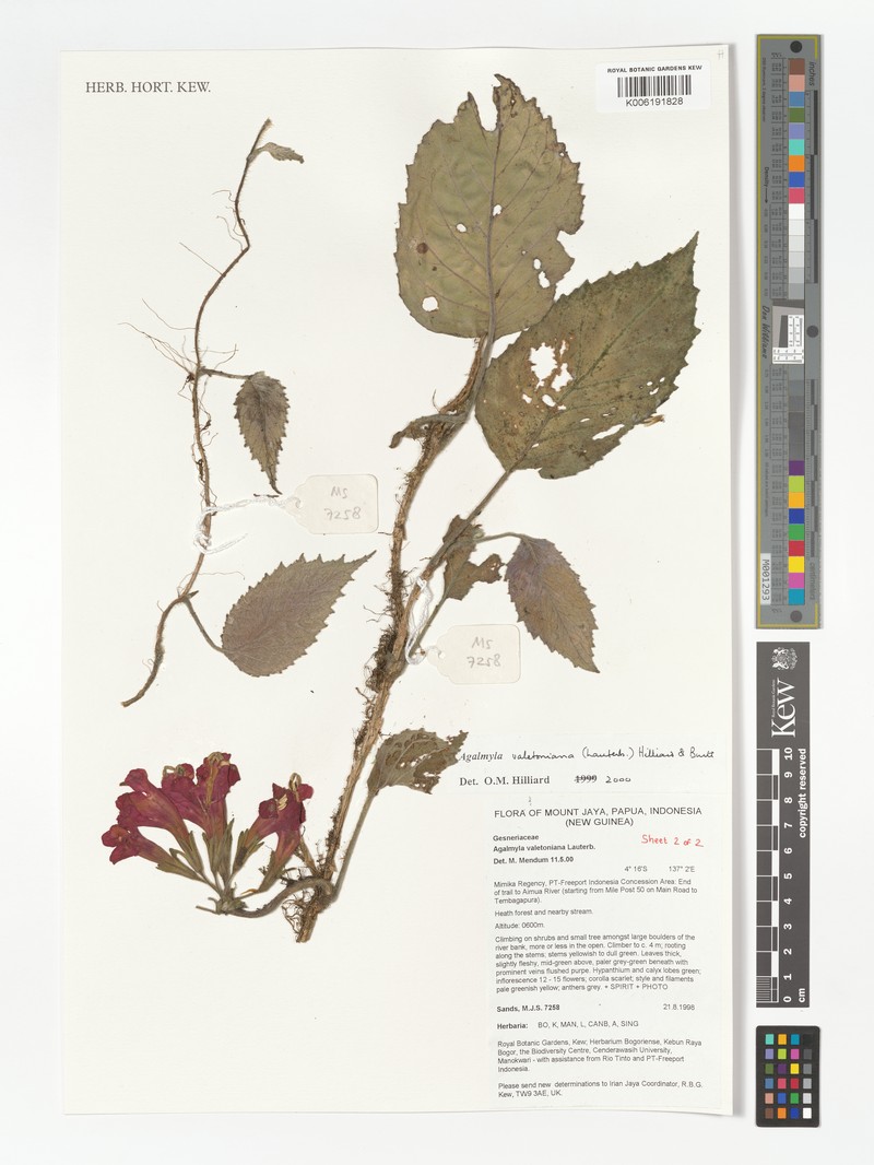 Agalmyla valetoniana photo 5