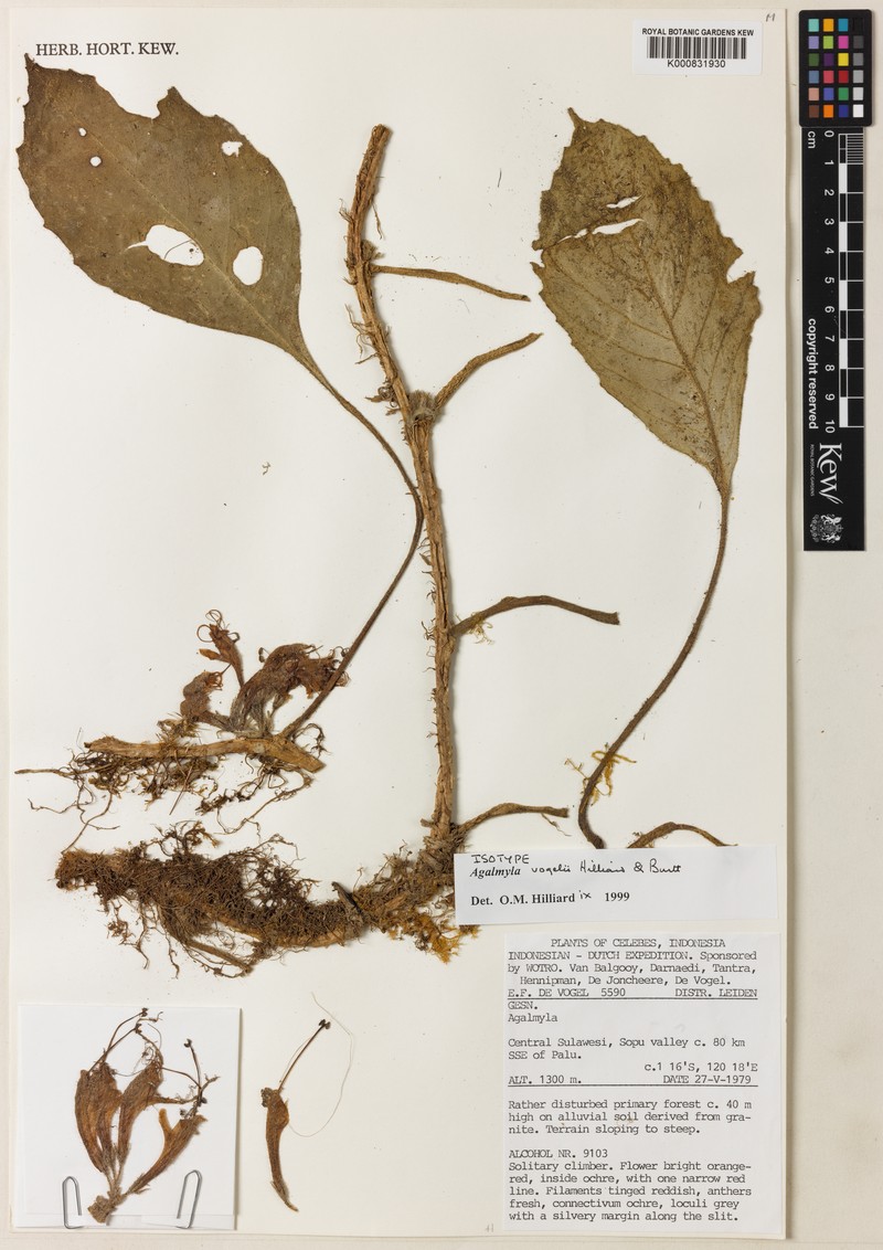 Agalmyla vogelii